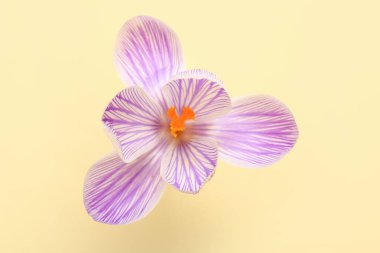 Sarı arka planda güzel safran çiçeği, yakın plan.