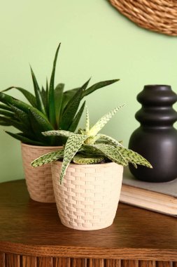 Renk duvarının yanındaki rafta kitabı olan yeşil bitkiler, yakın plan.