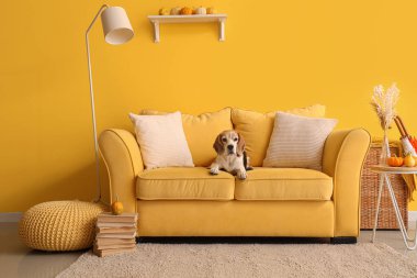 Oturma odasındaki sarı kanepede oturan sevimli av köpeği.