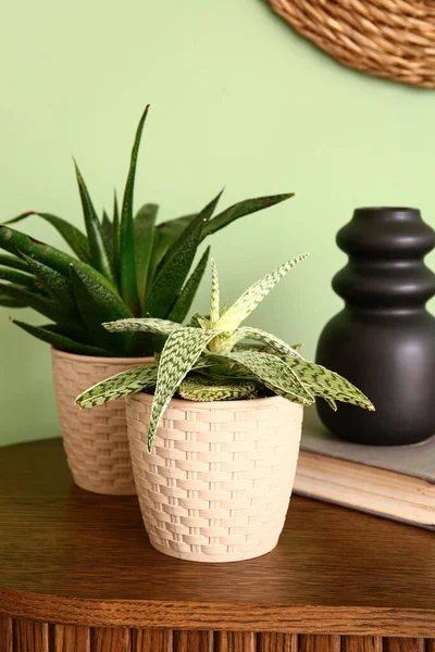 Renk duvarının yanındaki rafta kitabı olan yeşil bitkiler, yakın plan.