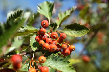 Sonbahar günü Rowan Berry ile ağaç dalı, yakın plan.