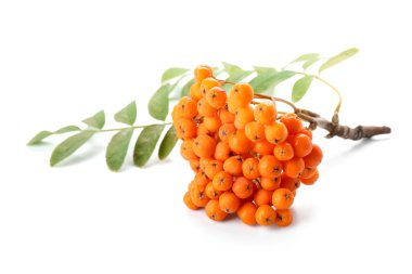 Beyaz arka planda yaprakları olan Rowan böğürtlenleri dalı, yakın plan.