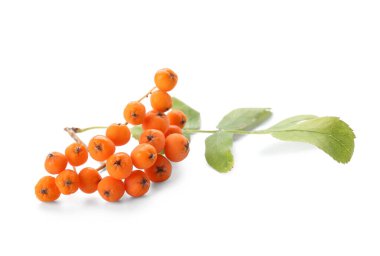 Beyaz arka planda yaprakları olan Rowan böğürtlenleri dalı, yakın plan.