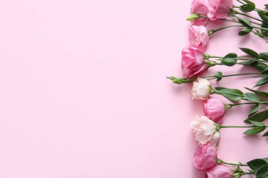 Pembe arka planda güzel Eustoma çiçekleri