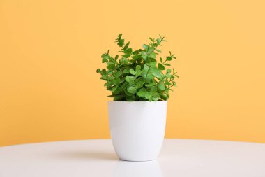Turuncu duvarın yanındaki masada yapay bitki var.