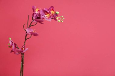 Artificial orchid flower on red background