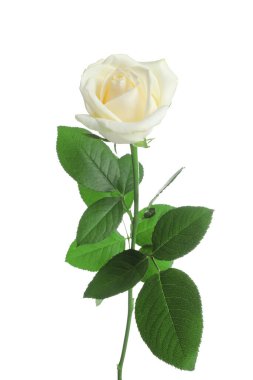Beyaz arka planda güzel bir gül çiçeği