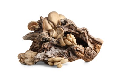 Beyaz arka planda ağaç kabuğu olan taze istiridye mantarları.