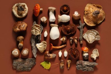 Kahverengi arka planda ağaç kabuğu olan farklı taze mantarlar.