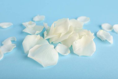 Mavi arka planda güzel beyaz gül yaprakları, yakın plan