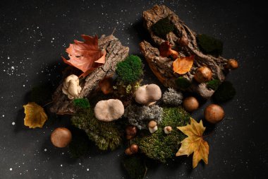 Yeşil yosun, ağaç kabuğu ve siyah grunge arka planda taze mantar.