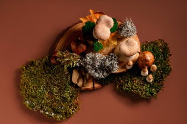 Kahverengi arka planda yosun ve taze mantarlı tahta tahtalar, yakın plan.