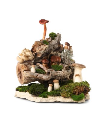 Beyaz arka planda yosun ve taze mantarlı ağaç kabuğu.