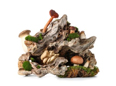 Beyaz arka planda yosun ve taze mantarlı ağaç kabuğu.