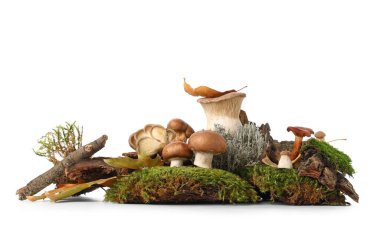 Ağaç kabuğu, kurumuş yapraklar, yosun ve beyaz arka planda izole edilmiş taze mantarlar, yakın plan