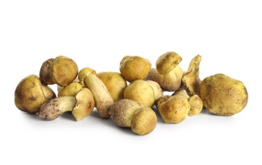 Beyaz arka planda izole edilmiş taze mantar yığını. Yakın plan.