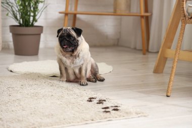 Evdeki halıda çamurlu pençe izleri olan sevimli bir köpek.