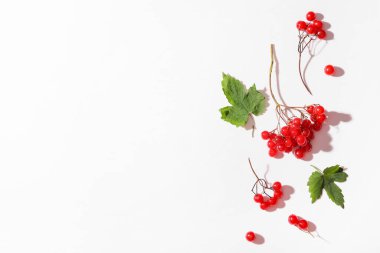 Taze viburnum böğürtlen dalları ve beyaz arka planda yapraklar ile kompozisyon