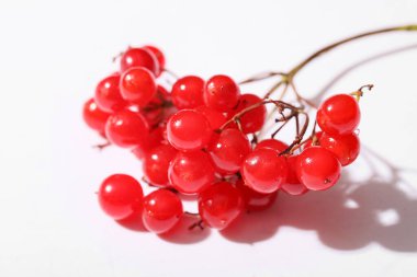 Beyaz arka planda taze viburum meyveleri dalı, yakın plan.