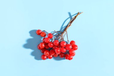 Mavi arka planda taze viburnum üzümü dalı, yakın plan.