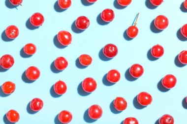 Mavi arka planda taze viburnum üzümlü kompozisyon, yakın plan.