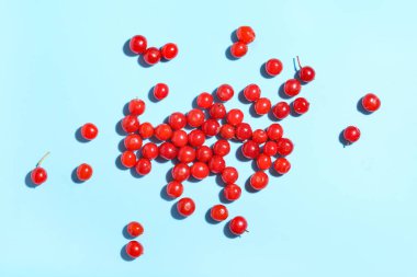 Mavi arka planda dağılmış taze viburnum meyveleri, yakın plan.