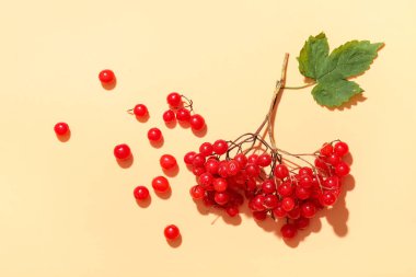Bej arka planda taze viburnum üzümü dalı, yakın plan.