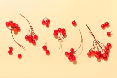 Bej arka planda taze viburnum üzümü dalları ile kompozisyon, yakın plan