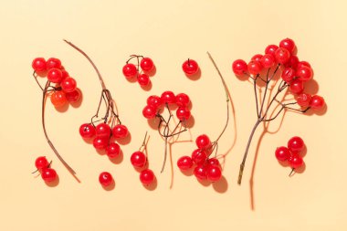 Bej arka planda taze viburnum üzümü dalları ile kompozisyon, yakın plan