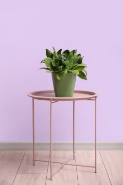 Leylak duvarının yanındaki masada yeşil bir saksı var.