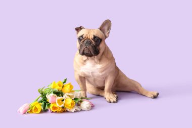 Leylak kaplamalı tatlı Fransız bulldog 'u. Uluslararası Kadınlar Günü