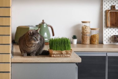 Mutfaktaki tezgahlarda yeşil çimenleri olan sevimli gri kedi.