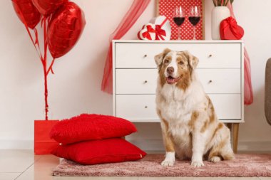 Şirin Avustralya çoban köpeği, festival salonunda hediyeler, şarap ve balonlarla. Sevgililer Günü kutlaması