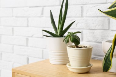 Rafta, beyaz tuğla duvarın yanında sulular var. Yakın plan.