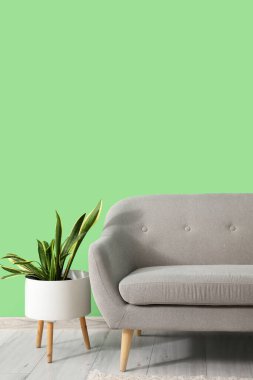 Yeşil duvarın yanında rahat gri kanepesi ve çiçek bitkisi olan şık bir oturma odası.