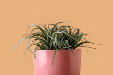 Bej arkaplanda suni bitki, yakın plan