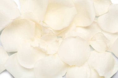 Arka plan olarak güzel beyaz gül yaprakları, yakın plan