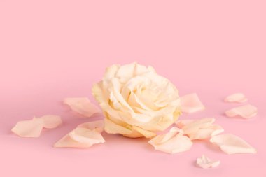 Güzel beyaz gül çiçeği ve pembe arka planda taç yaprakları, yakın plan.