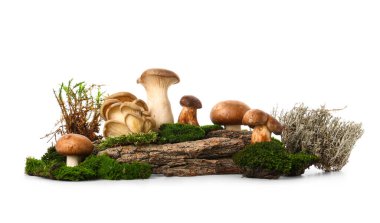 Yeşil yosun, ağaç kabuğu ve beyaz arka planda izole edilmiş taze mantar.