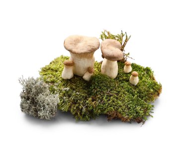 Beyaz arka planda taze mantarlı yeşil yosun, yakın plan.