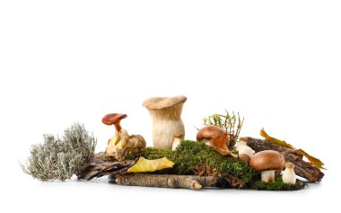 Yeşil yosun, ağaç kabuğu ve beyaz arka planda izole edilmiş taze mantar.