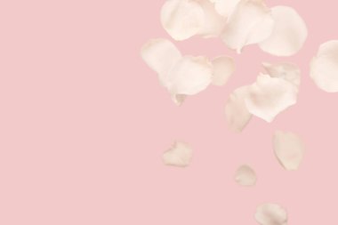 Pembe arka planda uçan güzel beyaz gül yaprakları.