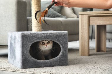 Delikanlı, evdeki çizik direğinde şirin İskoç kedisiyle oynuyor.