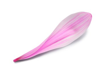 Gri arkaplanda pembe kasımpatı çiçeği yaprağı