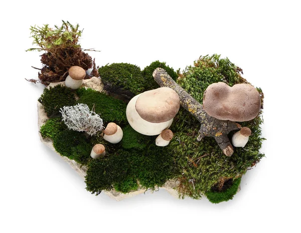 Yeşil yosun ve taze mantarlı taş beyaz arka planda izole edilmiş, yakın plan.