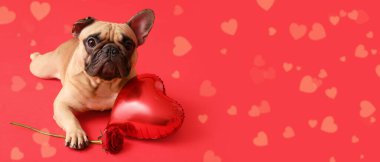 Şirin bulldog, kalp şeklinde balon ve kırmızı arka planda gül, mesaj için yer var. Sevgililer Günü kutlaması