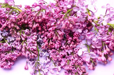 Arka plan olarak güzel leylak çiçekleri