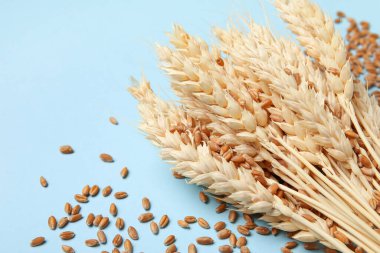 Mavi arka planda tahıl taneleri olan buğday kulakları