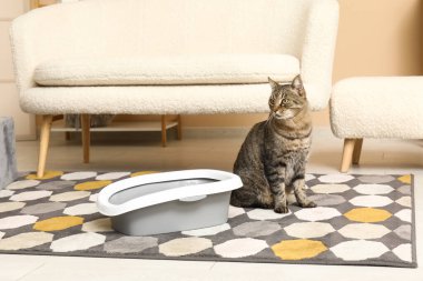 Oturma odasında çöp kutusu olan sevimli bir kedi.