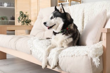 Evdeki kanepede sevimli Husky köpeği.
